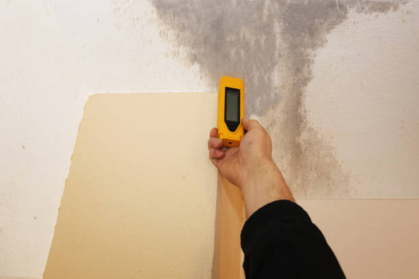 Christmas, FL Mold Removal Company