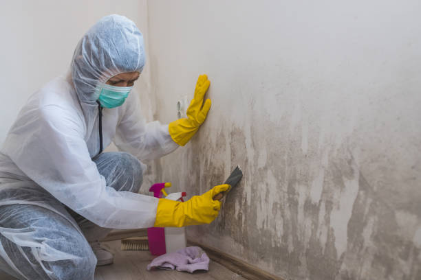 Best Mold Remediation for Healthcare Facilities  in Christmas, FL