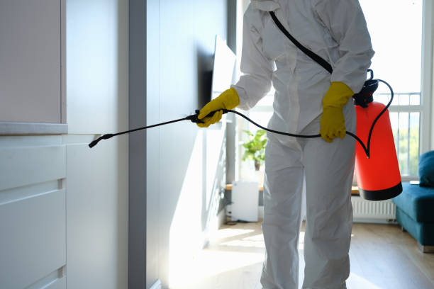 Best Basement Mold Removal  in Christmas, FL