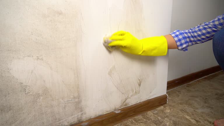 Best Comprehensive Air Testing for Mold Contaminants  in Christmas, FL