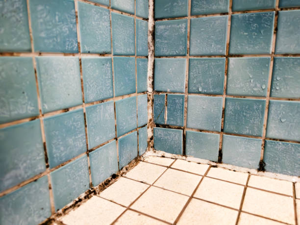 Best Residential Mold Inspection & Testing  in Christmas, FL
