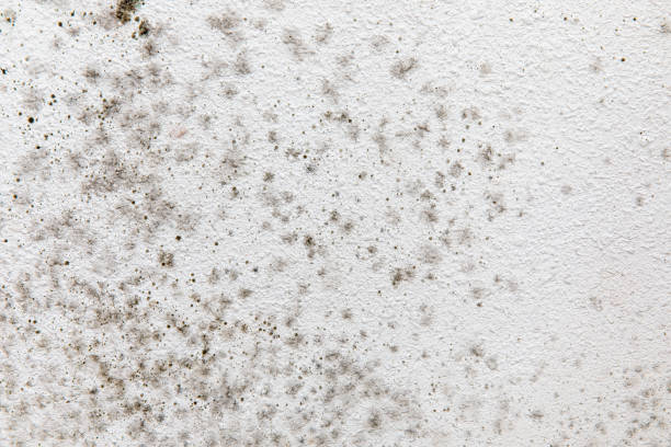 Mold Remediation for Rental Properties in Christmas, FL